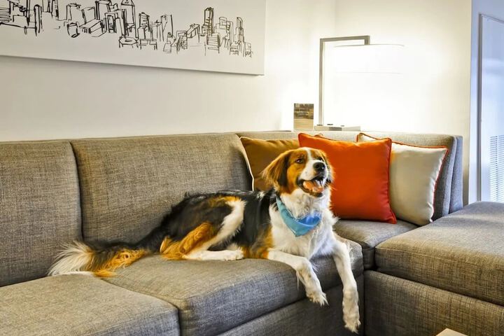 Pet-friendly