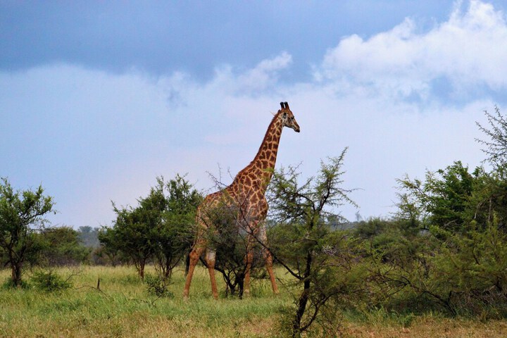 Safari