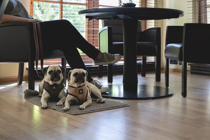 Pet Friendly 57 of 87
