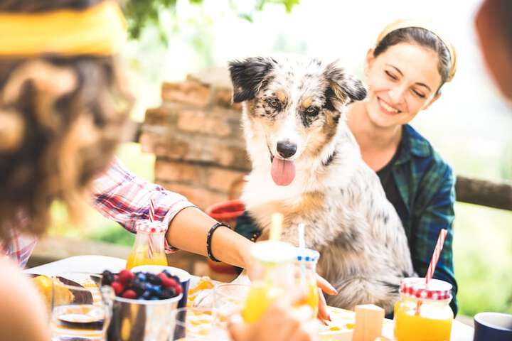 Pet Friendly 80 of 136