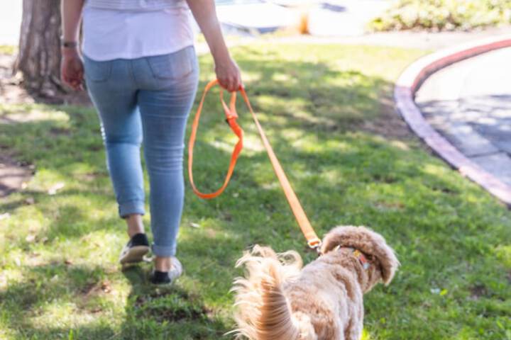 Pet-friendly