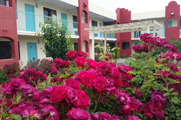 Garden view
