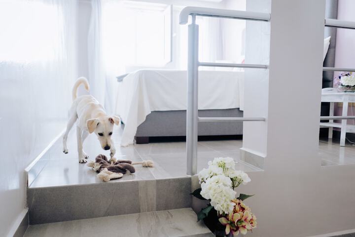 Pet Friendly 86 of 97