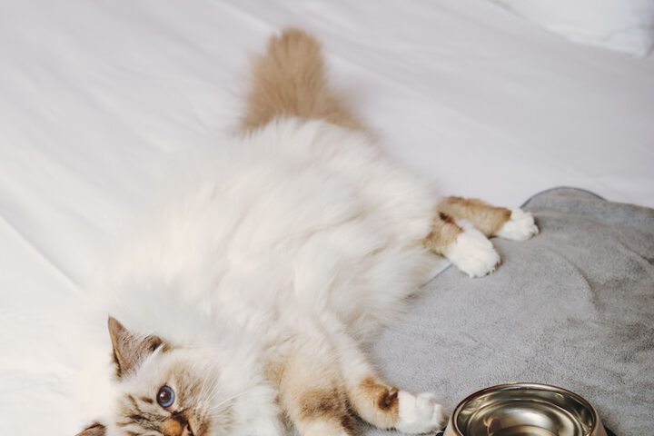 Pet Friendly 79 of 264