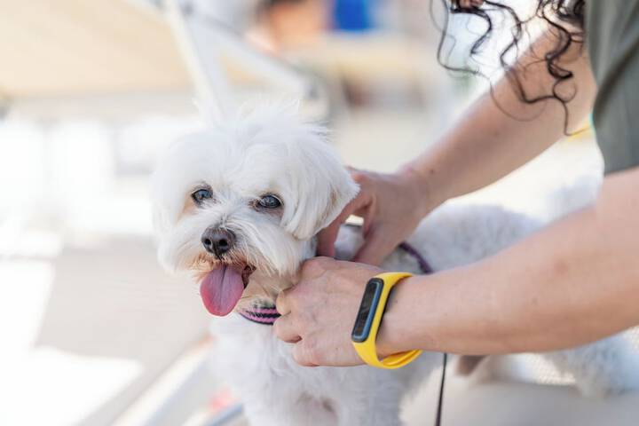 Pet Friendly 64 of 91