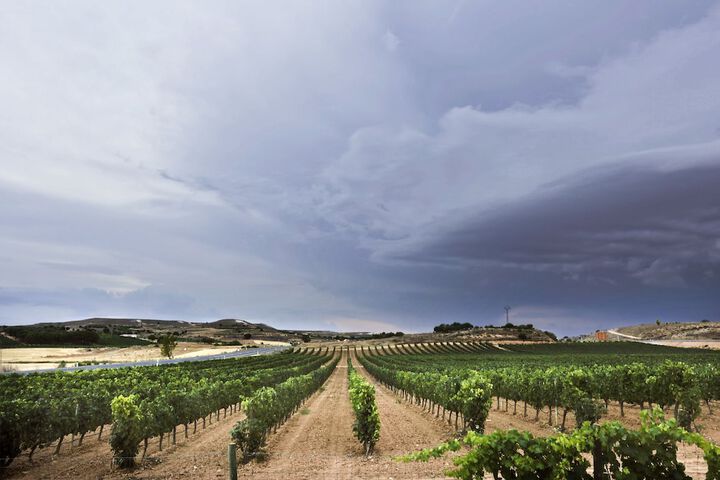 Vineyard
