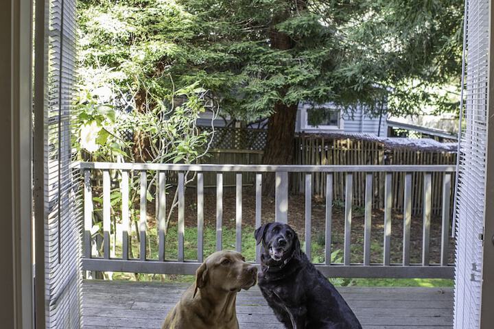 Pet Friendly 66 of 84