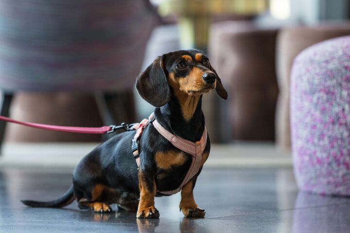 Pet Friendly 127 of 249
