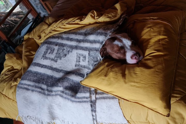 Pet Friendly 53 of 88