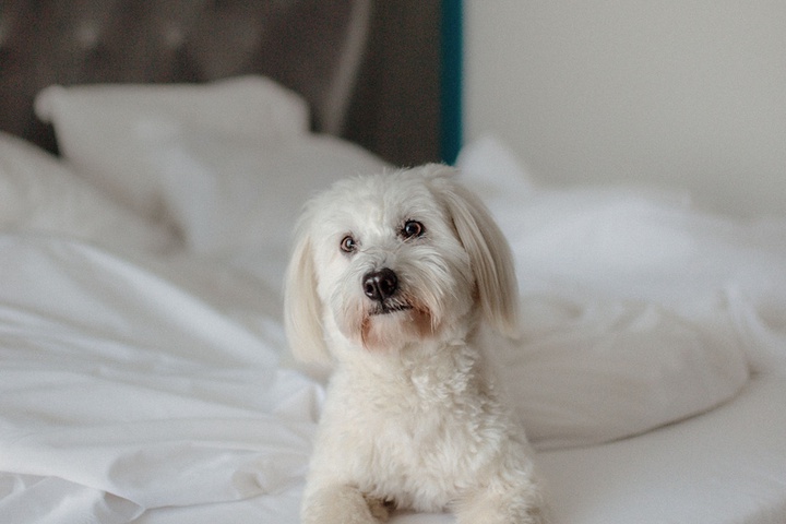 Pet Friendly 46 of 88