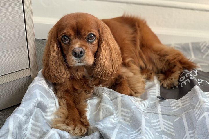 Pet Friendly 43 of 55
