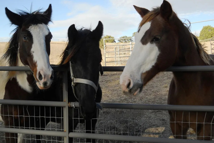 Image of Whispers Ranch B & B