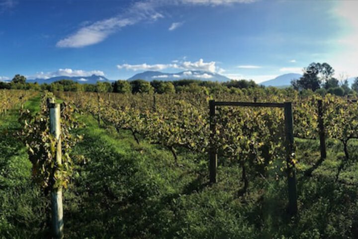 Vineyard