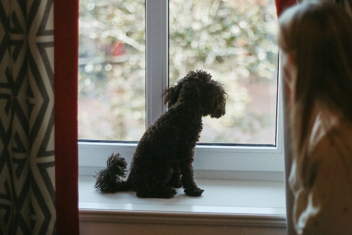 Pet Friendly 52 of 75