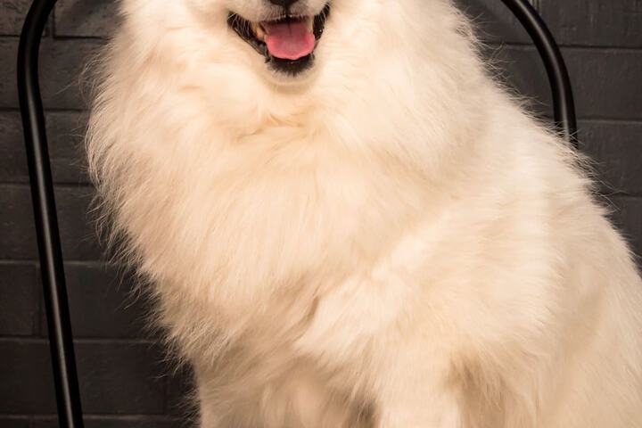 Pet Friendly 14 of 30