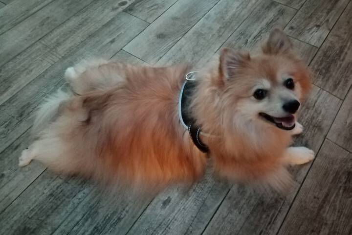 Pet Friendly 66 of 94