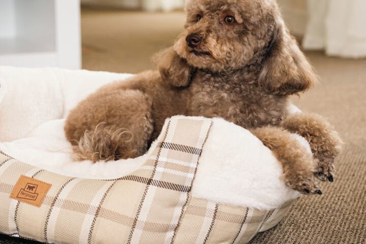 Pet Friendly 55 of 76
