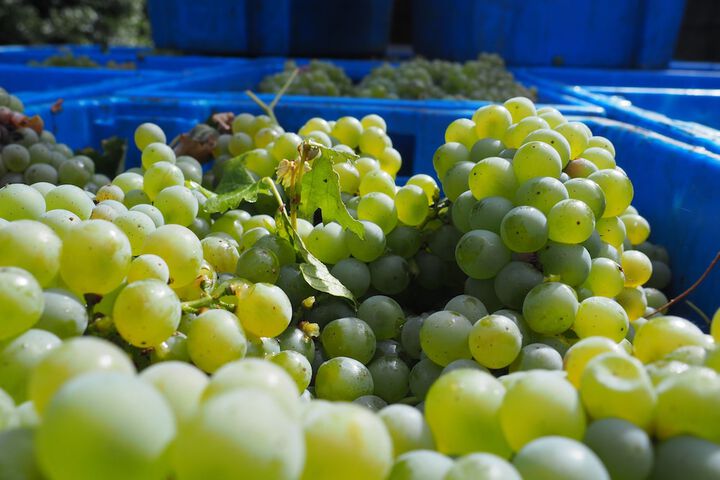 Vineyard