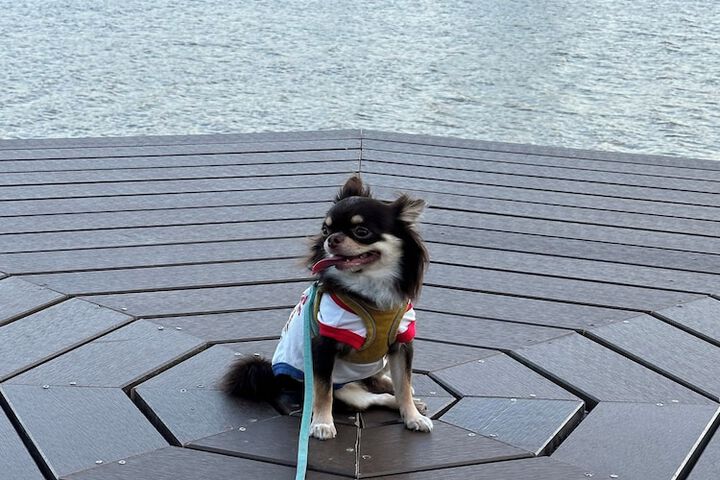 Pet Friendly 55 of 91