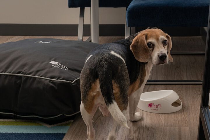 Pet-friendly
