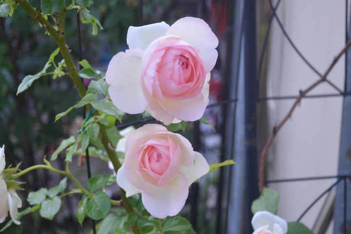 Rose garden.
