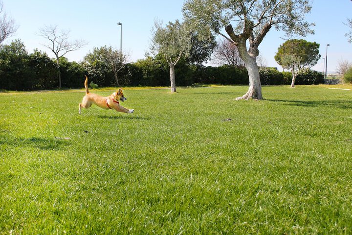 Pet Friendly 82 of 105