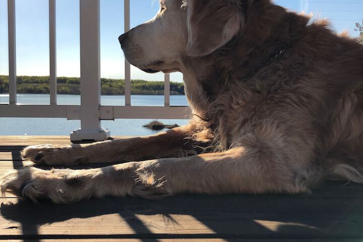 Pet Friendly 49 of 69