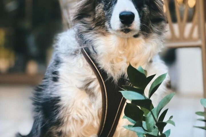 Pet Friendly 110 of 201