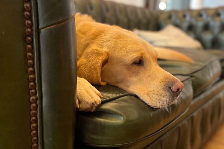 Pet Friendly 35 of 65