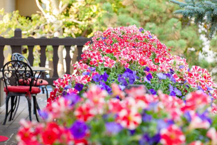 Garden view