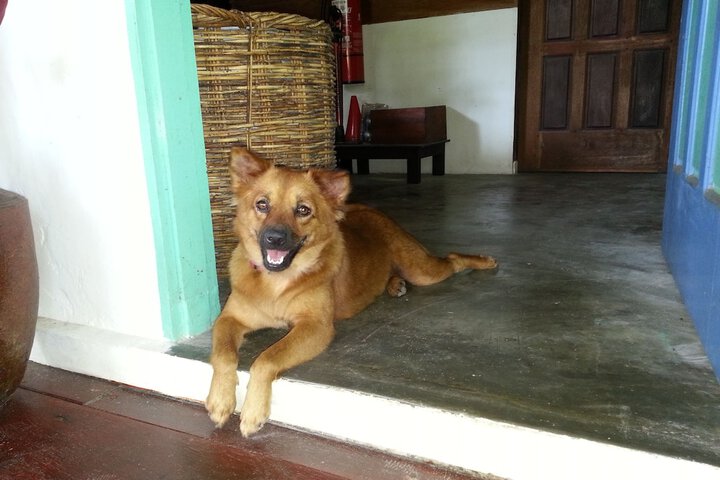 Pet Friendly 64 of 113