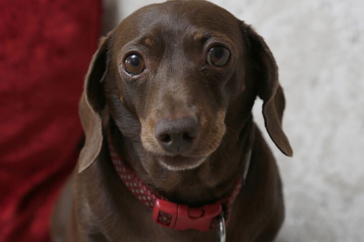 Pet Friendly 43 of 64