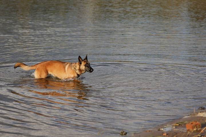 Pet Friendly 115 of 198