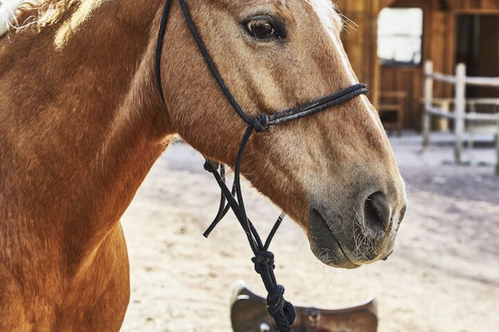 Horseback riding
