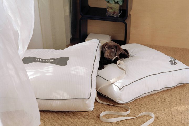 Pet-friendly amenities