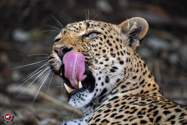 Game viewing