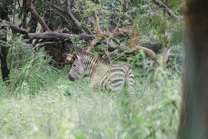 Game viewing
