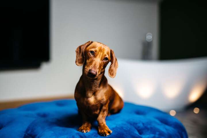 Pet Friendly 21 of 31