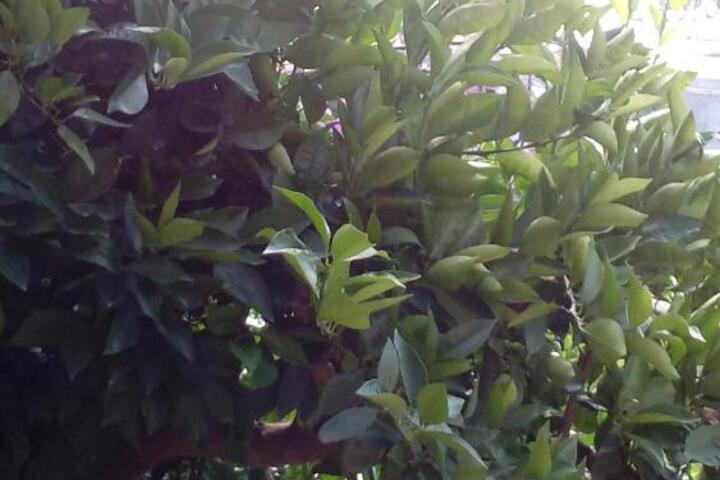 General 7 of 76