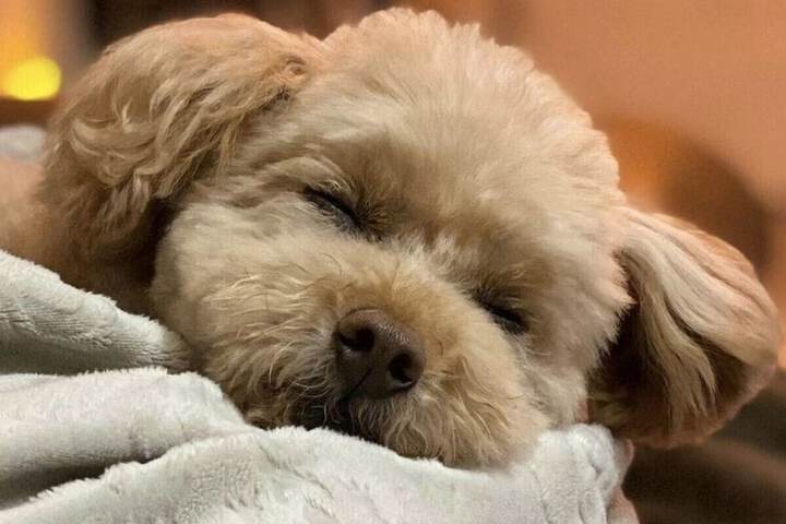 Pet Friendly 62 of 81