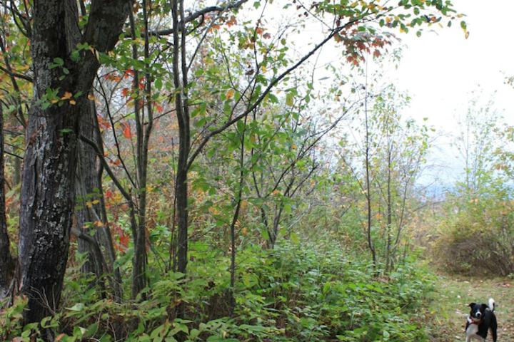 Pet Friendly 32 of 105