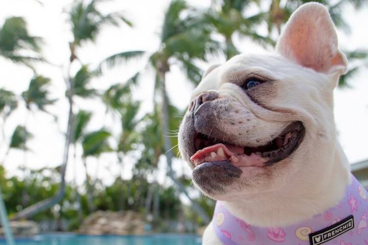Pet-friendly