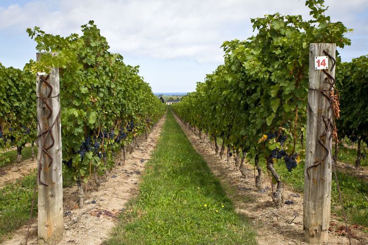 Vineyard