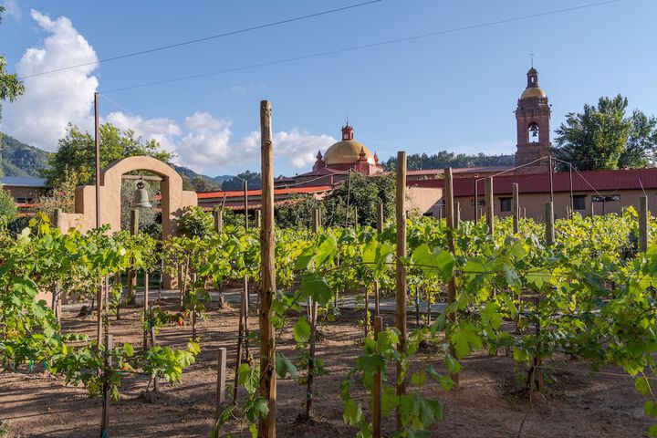 Vineyard