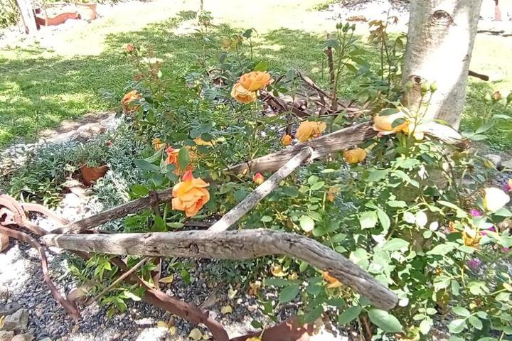Photo 24