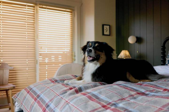 Pet Friendly 59 of 87