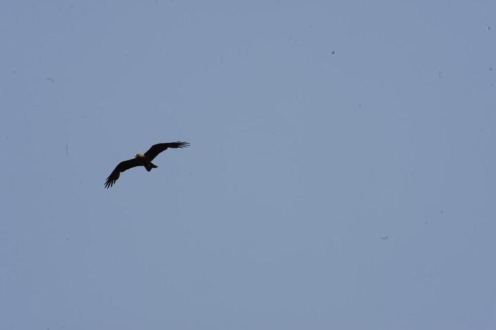 General 8 of 28