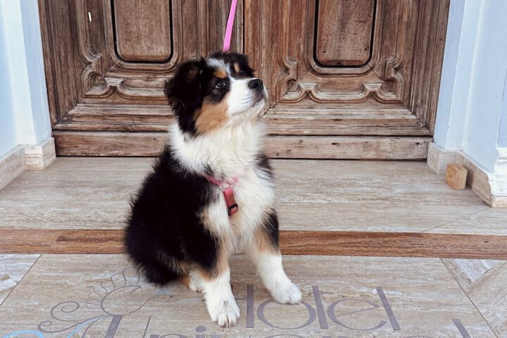 Pet Friendly 39 of 49
