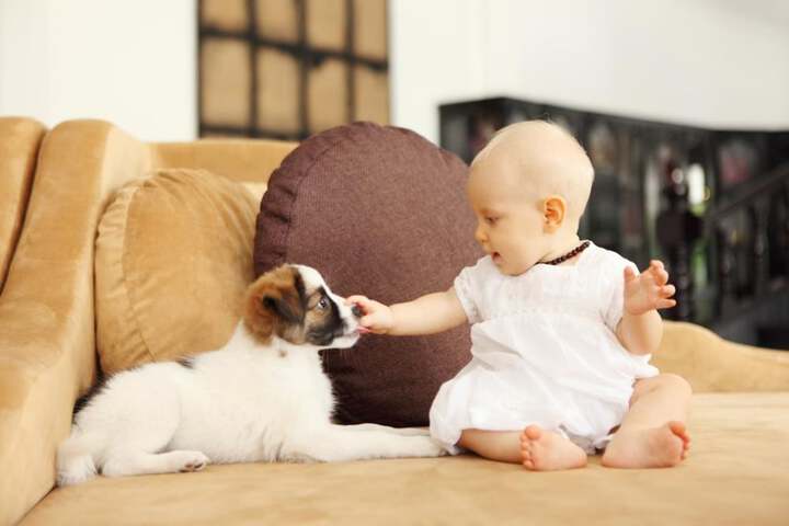 Pet Friendly 39 of 69