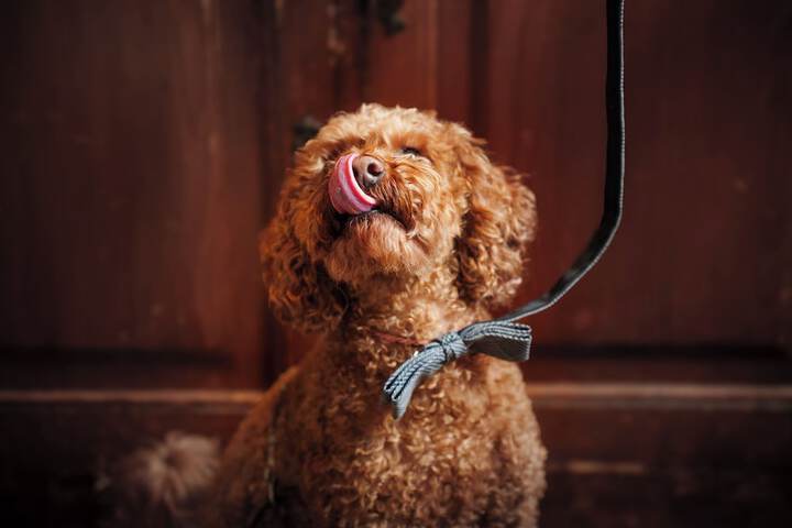 Pet Friendly 109 of 179